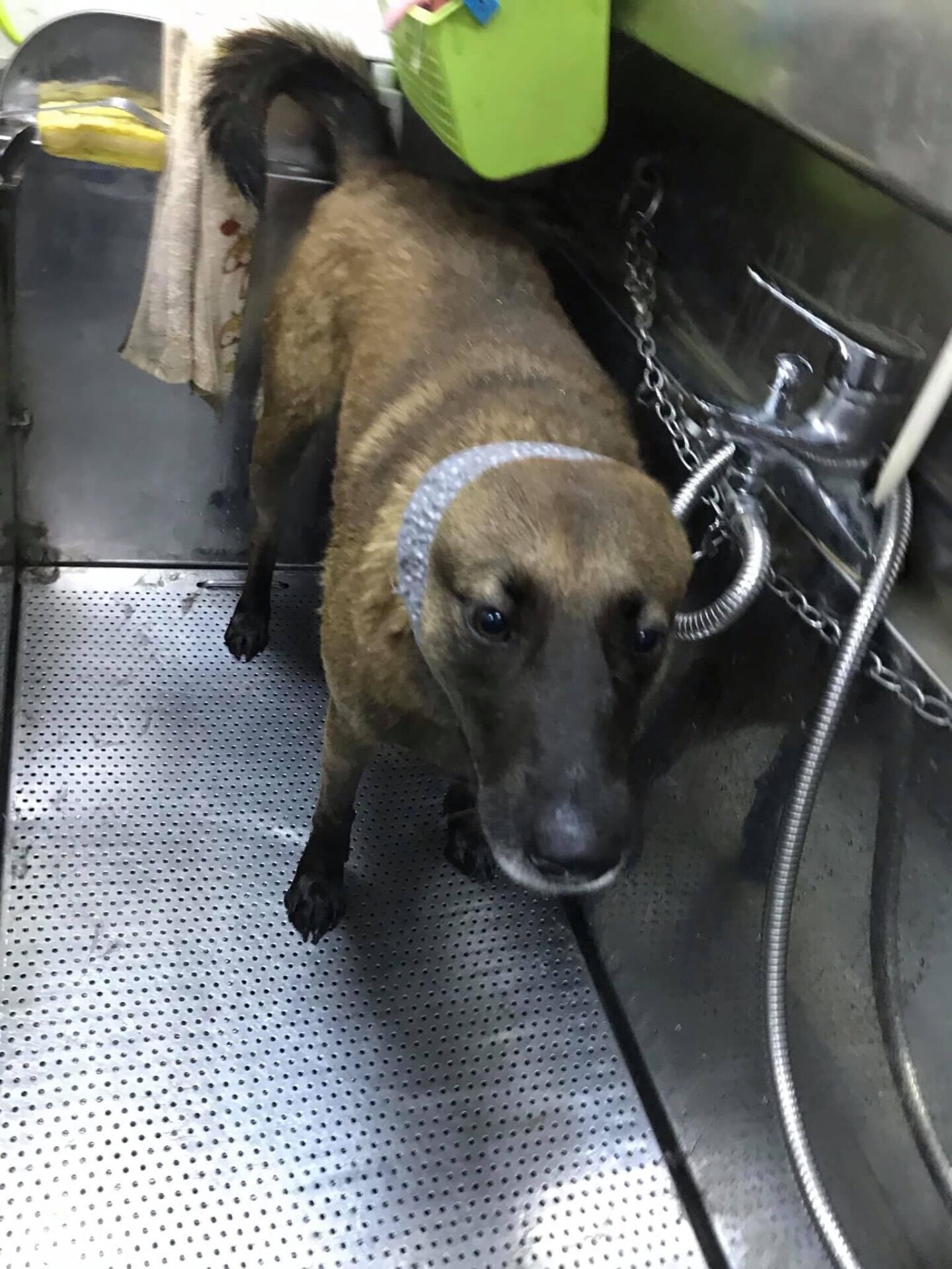 ▲5年前初見浪浪翻垃圾 租屋處不能養狗:10天秒換房只為讓牠有家。(圖/妳的名字叫寶貝@xiao.gi提供,請勿隨意翻拍,以免侵權。)