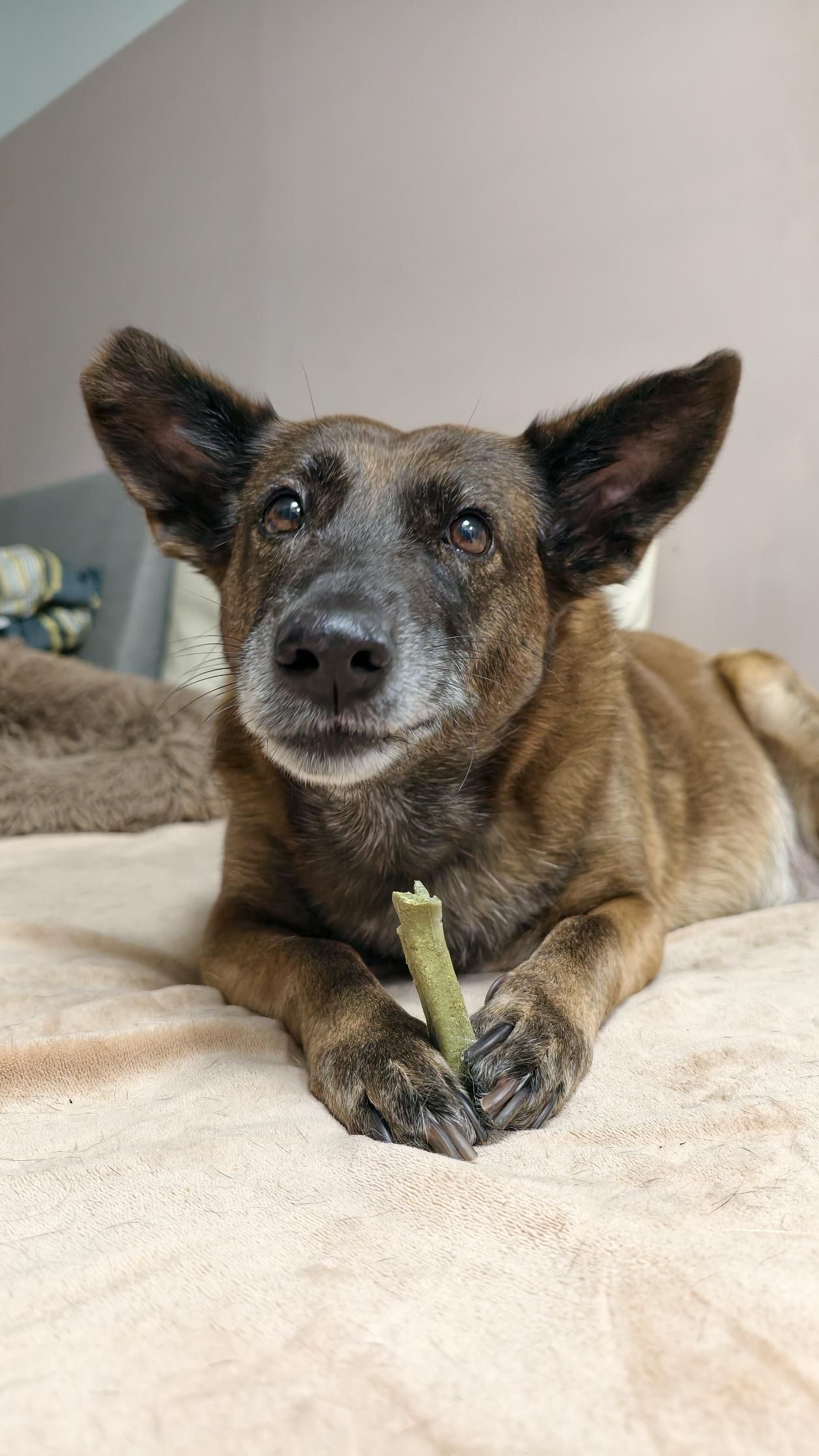 ▲5年前初見浪浪翻垃圾 租屋處不能養狗:10天秒換房只為讓牠有家。(圖/妳的名字叫寶貝@xiao.gi提供,請勿隨意翻拍,以免侵權。)