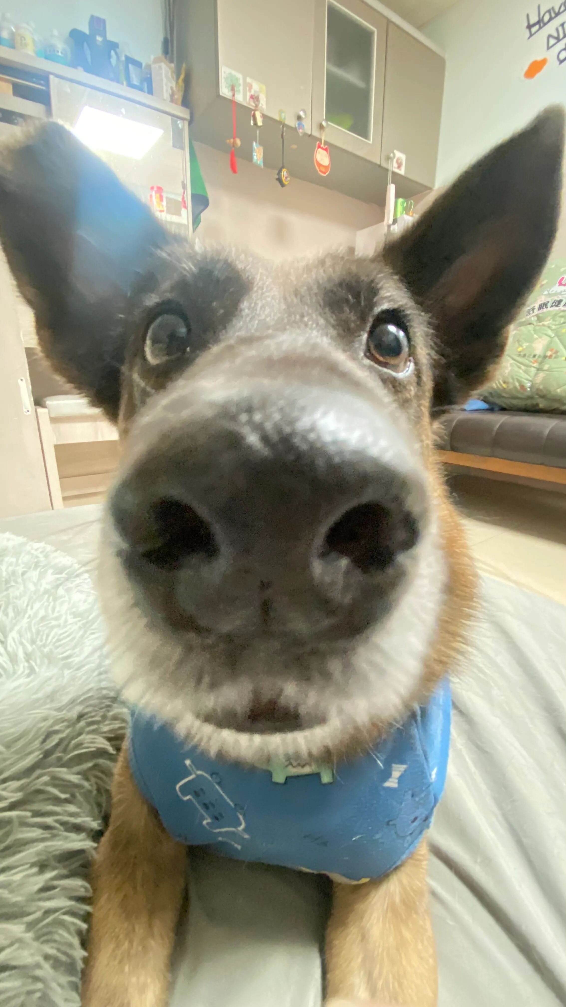 ▲5年前初見浪浪翻垃圾 租屋處不能養狗:10天秒換房只為讓牠有家。(圖/妳的名字叫寶貝@xiao.gi提供,請勿隨意翻拍,以免侵權。)