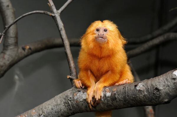 ▲▼Google參與基因定序的瀕危物種,金獅面狨。(圖/Google)