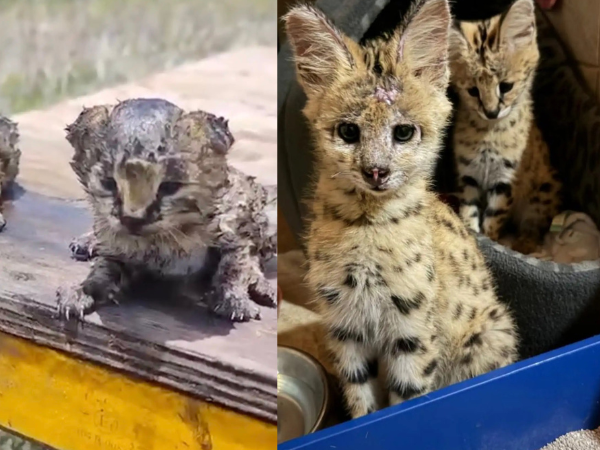 ▲南非甘蔗園大火「兩團小黑球」在掙扎 真面目竟是珍稀「藪貓」。(圖/翻攝自Wild and Free Wildlife Rehabilitation)