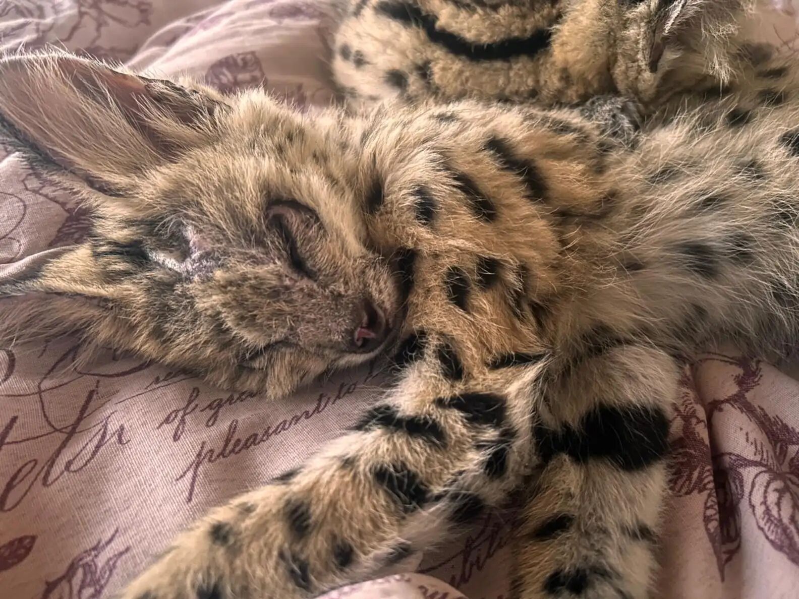 ▲南非甘蔗園大火「兩團小黑球」在掙扎 真面目竟是珍稀「藪貓」。(圖/翻攝自Wild and Free Wildlife Rehabilitation)