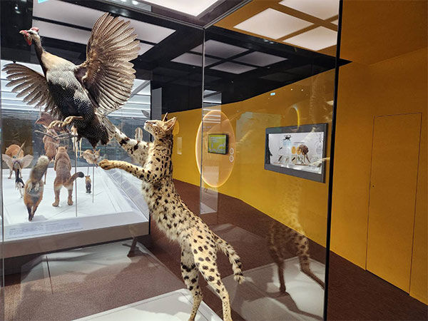 ▲南非甘蔗園大火「兩團小黑球」在掙扎 真面目竟是珍稀「藪貓」。(圖/翻攝自國立自然科學博物館)