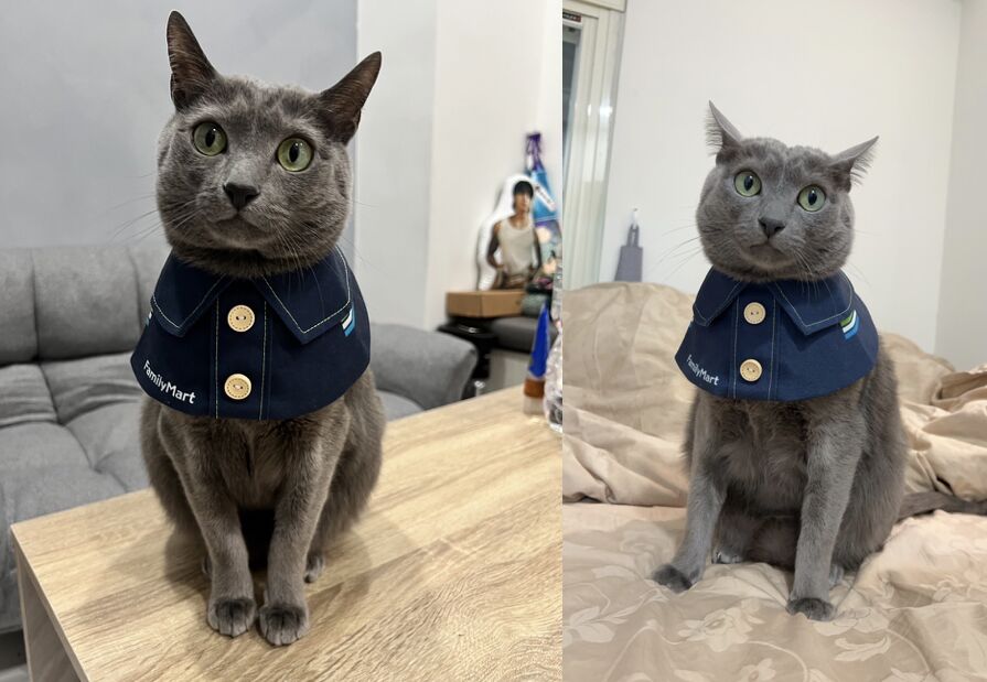 ▲▼全家,貓之日,集章趣,抽獎趣。(圖/業者提供)