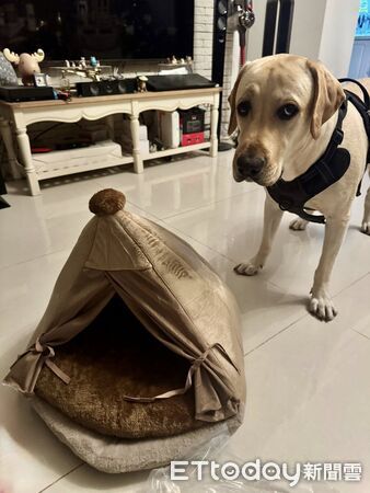 拉布拉多犬Luca。(圖/飼主Rebecca Yang提供)