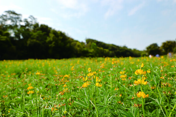 ▲大溪木博館,壢景町,大平橋,臺灣客家茶文化館,大北坑休閒農業區,三坑老街。(圖/桃園市觀旅局提供)
