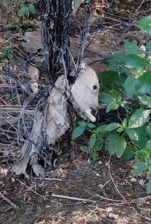▲▼墾丁淪梅花鹿墓園。(圖/翻攝自爆料公社)
