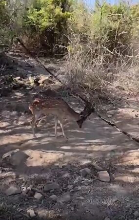 ▲▼墾丁淪梅花鹿墓園。(圖/翻攝自爆料公社)