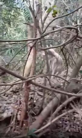 ▲▼墾丁淪梅花鹿墓園。(圖/翻攝自爆料公社)