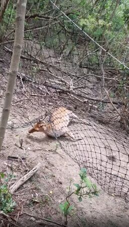 ▲▼墾丁淪梅花鹿墓園。(圖/翻攝自爆料公社)