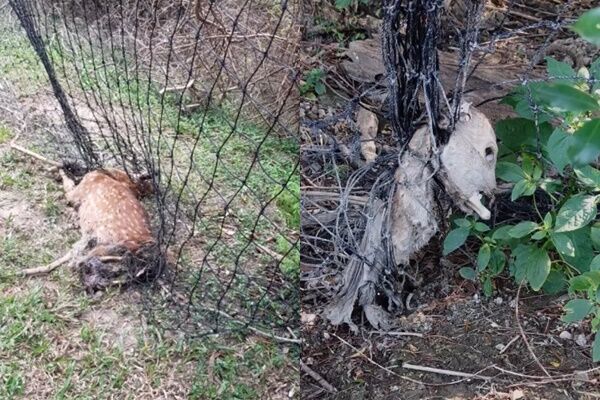 ▲▼墾丁淪梅花鹿墓園。(圖/翻攝自爆料公社)