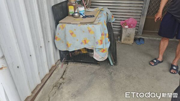 ▲▼ 紅貴賓遭不當飼養又棄置山區,嘉畜所裁罰飼主11萬3,000元並沒入犬隻-2_0 。(圖/記者翁伊森翻攝)