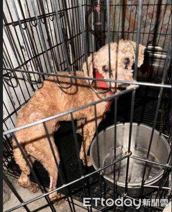 ▲▼ 紅貴賓遭不當飼養又棄置山區,嘉畜所裁罰飼主11萬3,000元並沒入犬隻-2_0 。(圖/記者翁伊森翻攝)