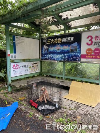 ▲▼ 紅貴賓遭不當飼養又棄置山區,嘉畜所裁罰飼主11萬3,000元並沒入犬隻-2_0 。(圖/記者翁伊森翻攝)