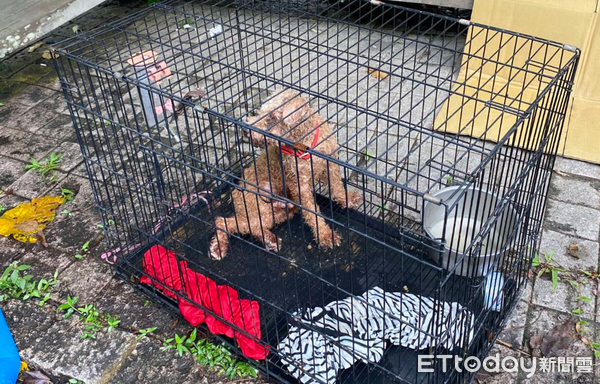 ▲▼ 紅貴賓遭不當飼養又棄置山區,嘉畜所裁罰飼主11萬3,000元並沒入犬隻-2_0 。(圖/記者翁伊森翻攝)