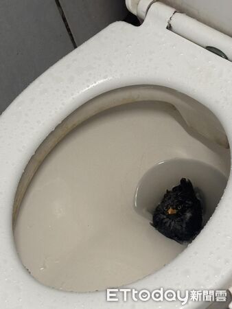 馬桶裡遇到鳥。(圖/網友Doris Tsai提供)