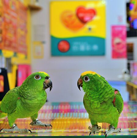 ▲會說「祝您中大獎」的鸚鵡。(圖/台彩提供)