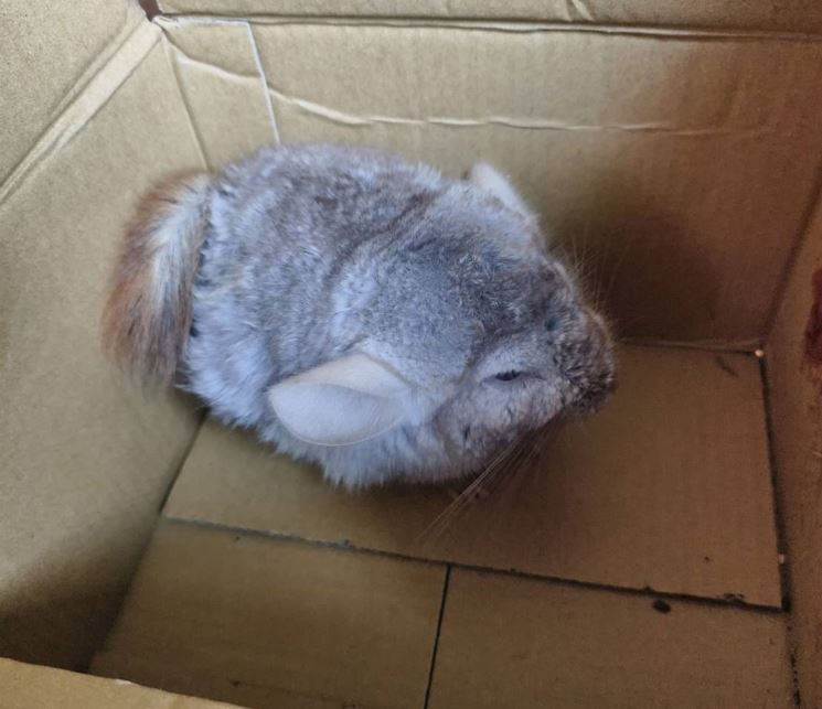 ▲賞蝶步道驚見「血跡紙箱」詭異晃動 「龍貓」疑遭棄養蜷縮角落。(圖/新北市政府動物保護防疫處提供)