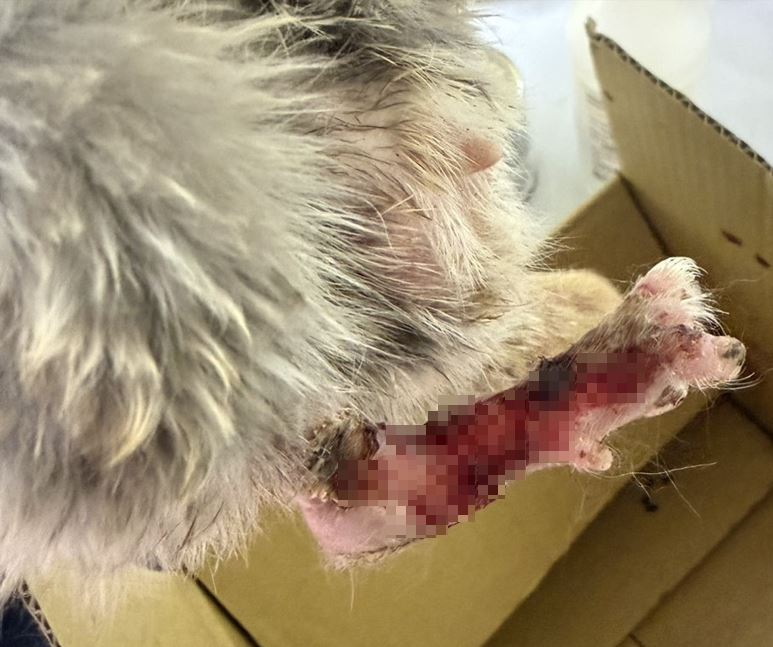 ▲賞蝶步道驚見「血跡紙箱」詭異晃動 「龍貓」疑遭棄養蜷縮角落。(圖/新北市政府動物保護防疫處提供)