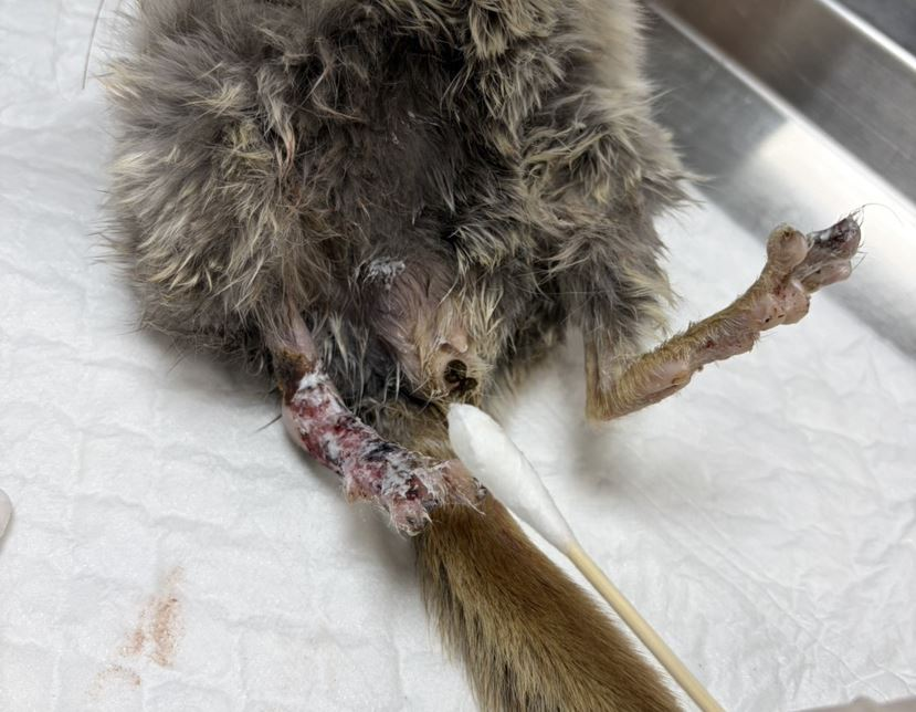 ▲賞蝶步道驚見「血跡紙箱」詭異晃動 「龍貓」疑遭棄養蜷縮角落。(圖/新北市政府動物保護防疫處提供)