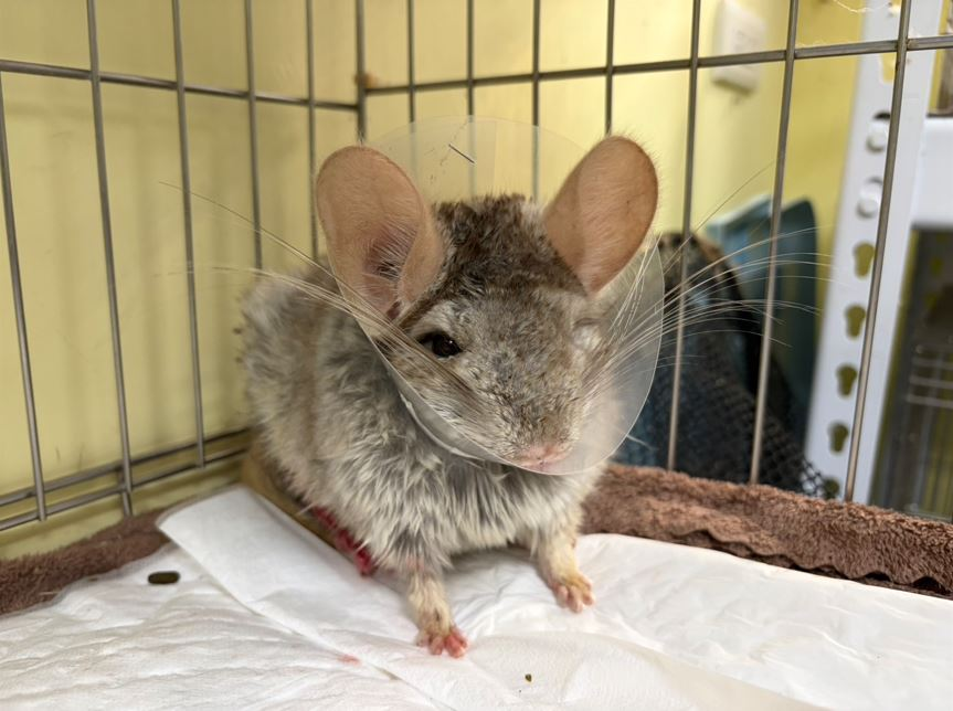 ▲賞蝶步道驚見「血跡紙箱」詭異晃動 「龍貓」疑遭棄養蜷縮角落。(圖/新北市政府動物保護防疫處提供)