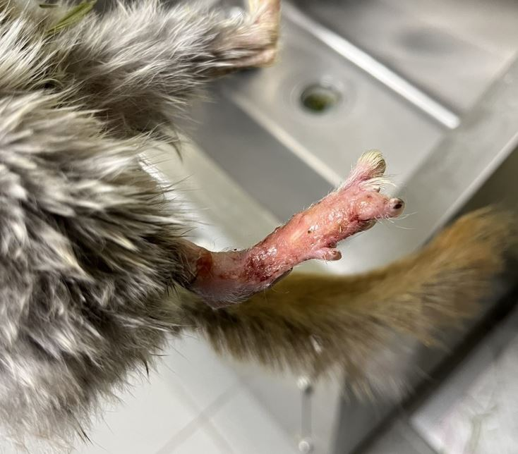 ▲賞蝶步道驚見「血跡紙箱」詭異晃動 「龍貓」疑遭棄養蜷縮角落。(圖/新北市政府動物保護防疫處提供)