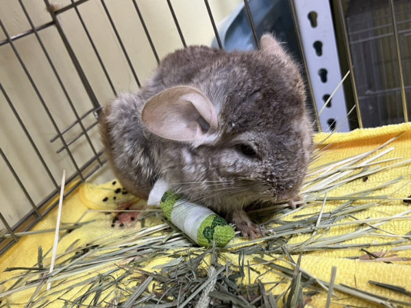 ▲賞蝶步道驚見「血跡紙箱」詭異晃動 「龍貓」疑遭棄養蜷縮角落。(圖/新北市政府動物保護防疫處提供)