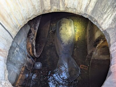 「186公斤美人魚」受困下水道！搜救人員「出動吊車」急救援