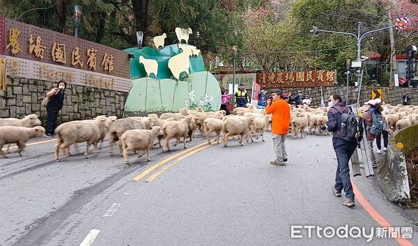 ▲清境奔羊節到,仁愛警方將加強交通疏導。(圖/記者高堂堯翻攝,下同)