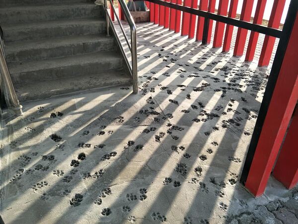 ▲▼毛孩半夜開轟趴!剛舖的水泥留超萌腳印。(圖/翻攝自爆廢公社)