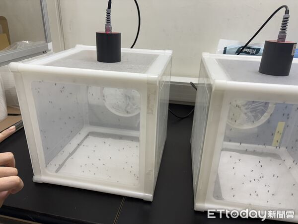 ▲▼疾管署病媒實驗室,蚊子,登革熱。(圖/記者洪巧藍攝)