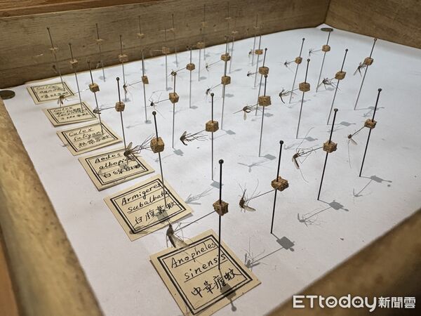 ▲▼疾管署病媒實驗室,蚊子標本。(圖/記者洪巧藍攝)