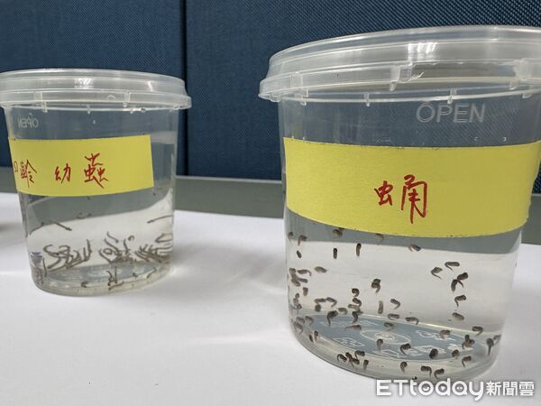 ▲▼疾管署病媒實驗室,蚊子幼蟲與蛹。(圖/記者洪巧藍攝)