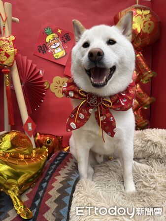 白柴應景賀新年。(圖/東森寵物東港中正店提供)