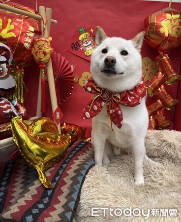 白柴應景賀新年。(圖/東森寵物東港中正店提供)