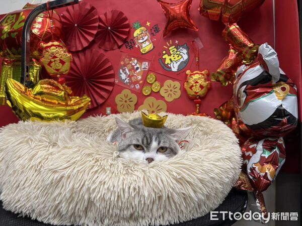 白柴應景賀新年。(圖/東森寵物東港中正店提供)