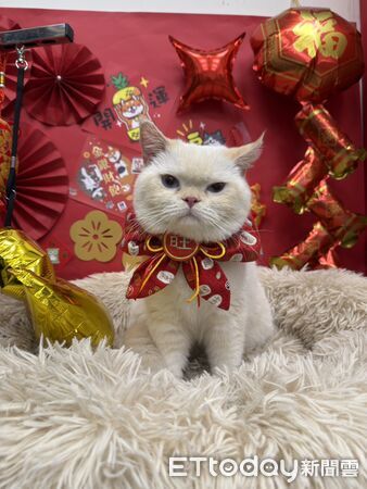 白柴應景賀新年。(圖/東森寵物東港中正店提供)