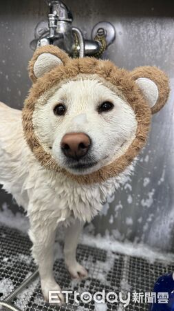 白柴應景賀新年。(圖/東森寵物東港中正店提供)