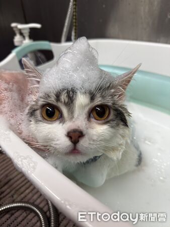 白柴應景賀新年。(圖/東森寵物東港中正店提供)