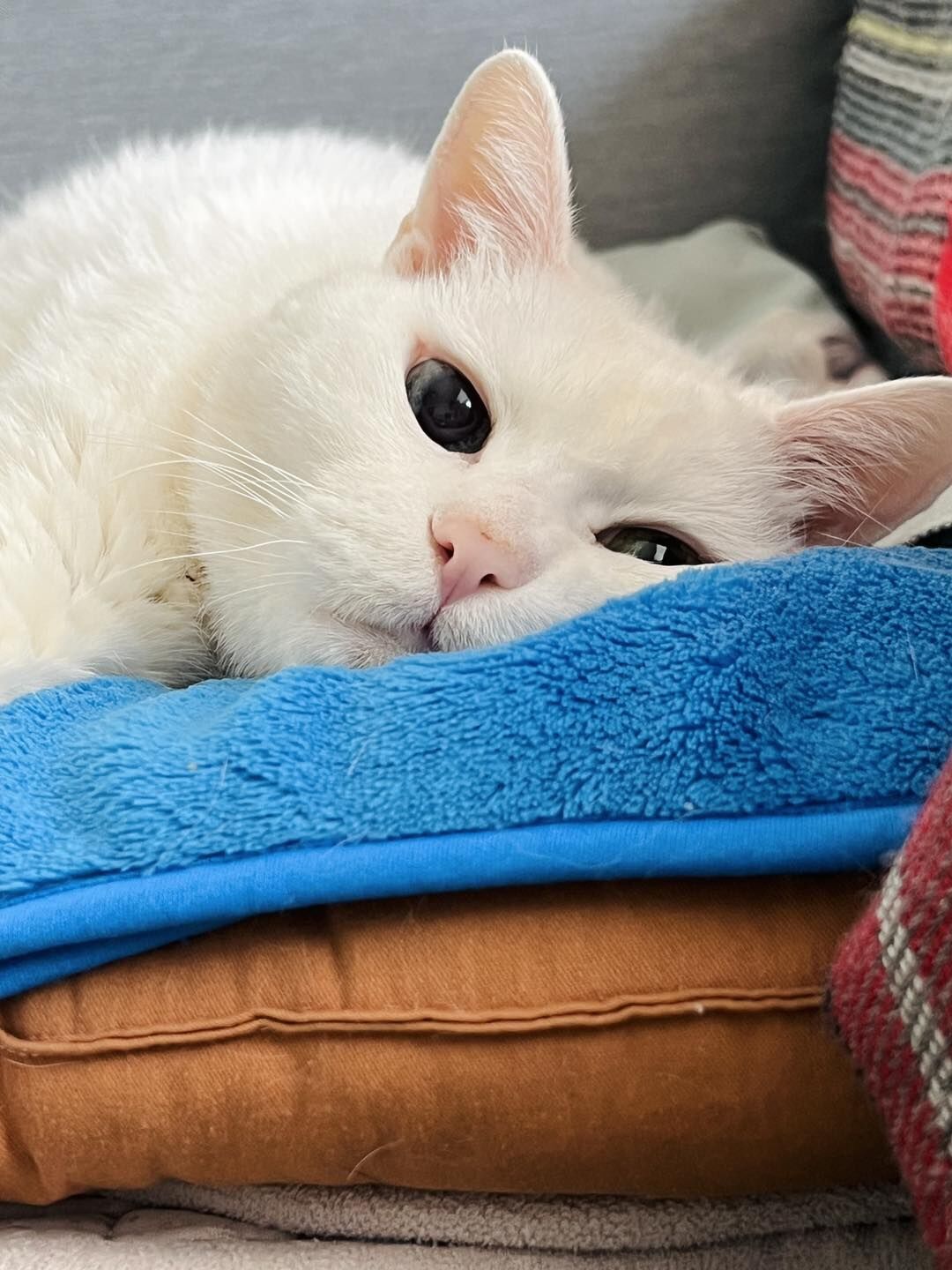 ▲萌貓「白吉」離世。(圖/翻攝自「我是白吉」粉專)