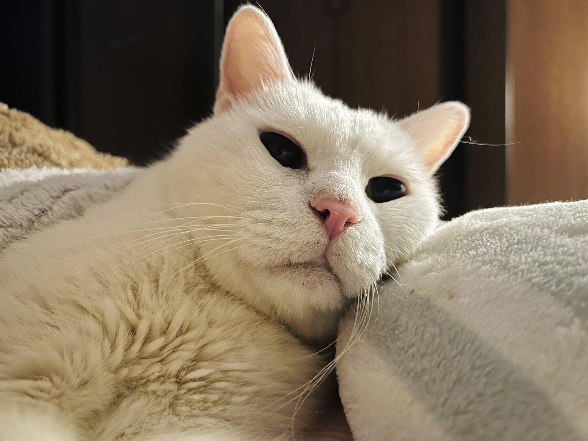 ▲萌貓「白吉」離世。(圖/翻攝自「我是白吉」粉專)