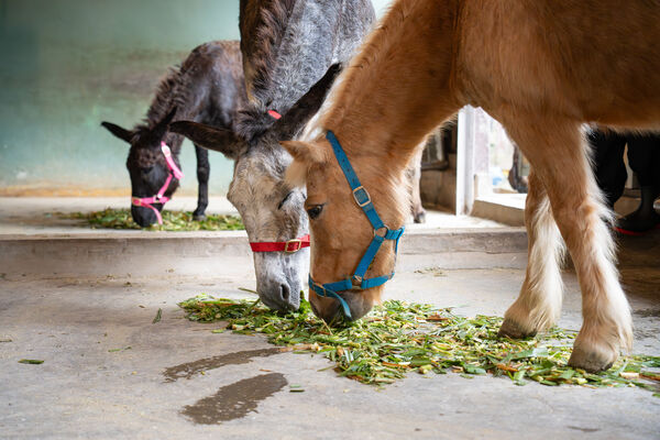 台北市立動物園年菜。(圖/台北市立動物園提供)