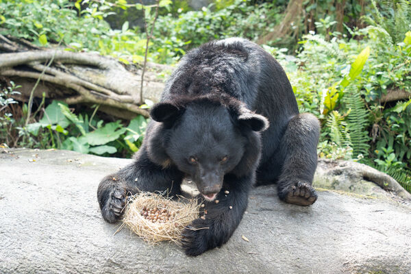 台北市立動物園年菜。(圖/台北市立動物園提供)