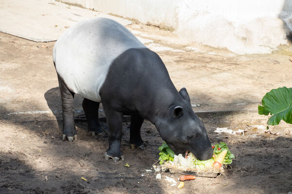 台北市立動物園年菜。(圖/台北市立動物園提供)