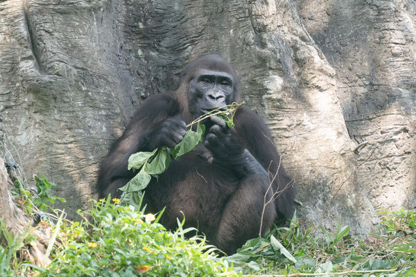台北市立動物園年菜。(圖/台北市立動物園提供)