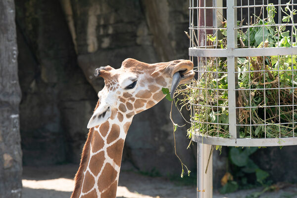 台北市立動物園年菜。(圖/台北市立動物園提供)