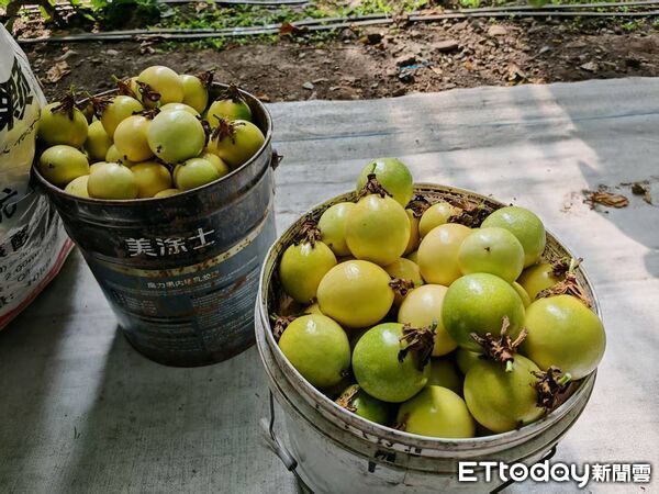 ▲▼ 內蒙留稿、2026 。(圖/記者任以芳攝)