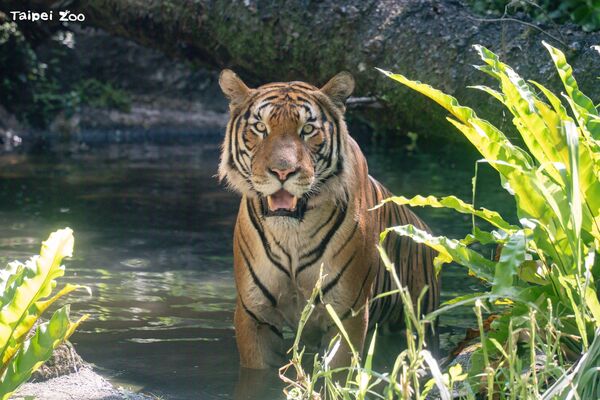 台北市立動物園馬來虎約會中。(圖/台北市立動物園提供)