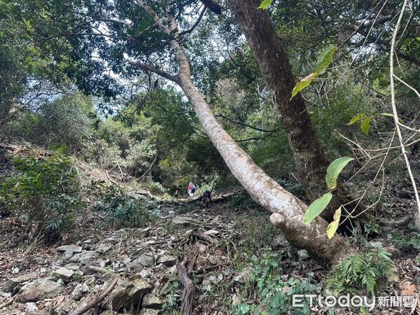 ▲▼台中八仙山山難。(圖/記者許權毅翻攝)