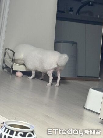 ▲。(圖/Threads@yan_yan711提供,請勿隨意翻拍,以免侵權。)